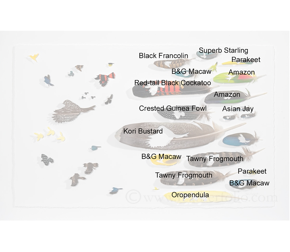 Migrationers - Chris Maynard